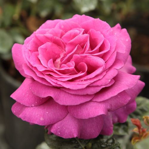 E-commerce, vendita, rose, in, vaso rose ibridi di tea - rosa - Rosa Chartreuse de Parme™ - rosa intensamente profumata - Georges Delbard - ,-